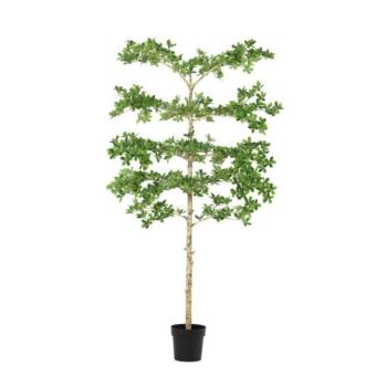 PITTOSPORUM zöld fém művirág kép
