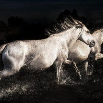 Üveg Falikép 80x120 cm, fekete-fehér lók - LES CHEVAUX kép